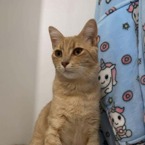 Fizz - Domestic Short Hair (DSH) Cat