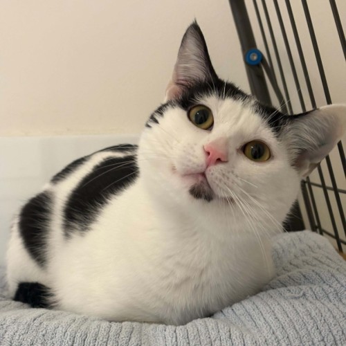 Gus - Domestic Short Hair (DSH) Cat
