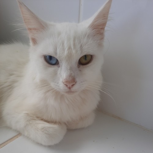 Isabella - Domestic Medium Hair (DMH) Cat