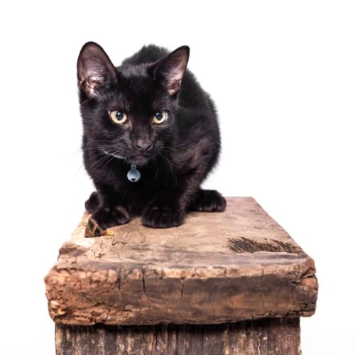 Onyx - Domestic Short Hair Cat