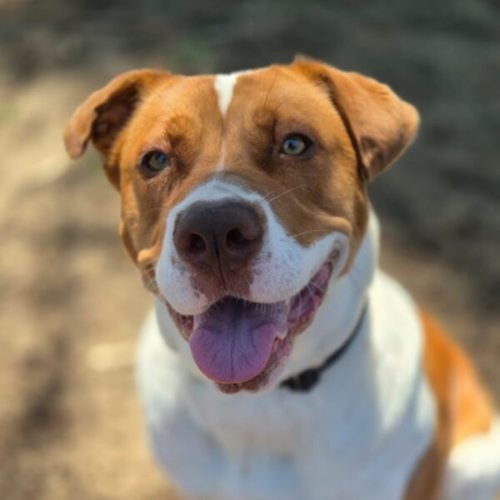 Daisy - American Staffordshire Terrier Dog