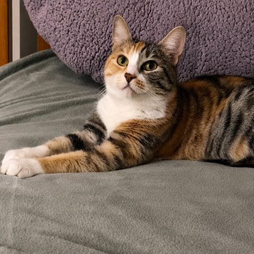 Mishti - Domestic Short Hair (DSH) Cat