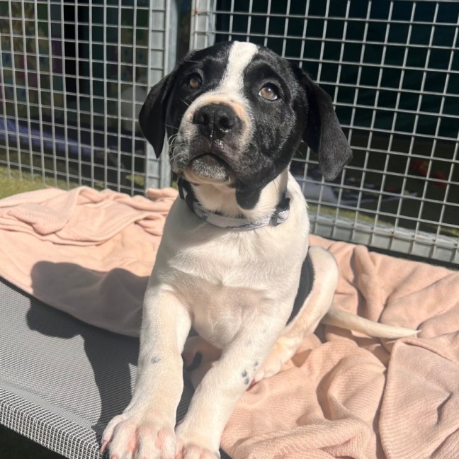 Photo of D1189 Daisy Cow