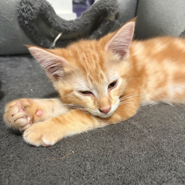 Photo of Jason Todd **2nd Chance Cat Rescue**