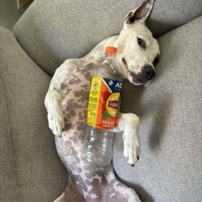 Photo of Sadie