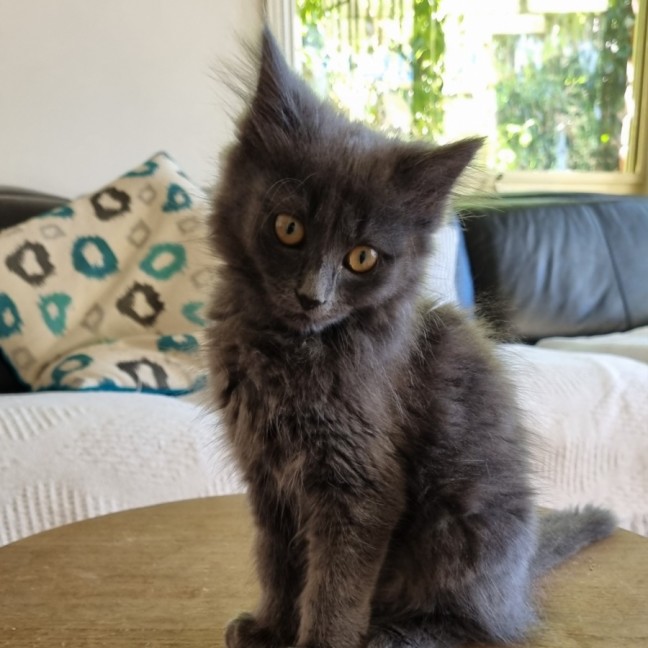 Photo of Macy 