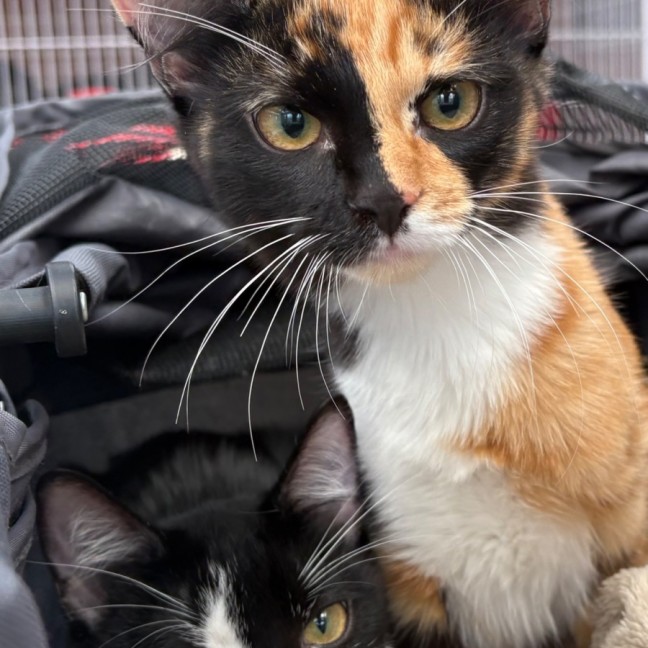 Photo of 💖 Cali 💖