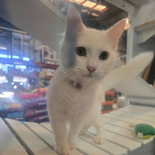 Photo of Frankie