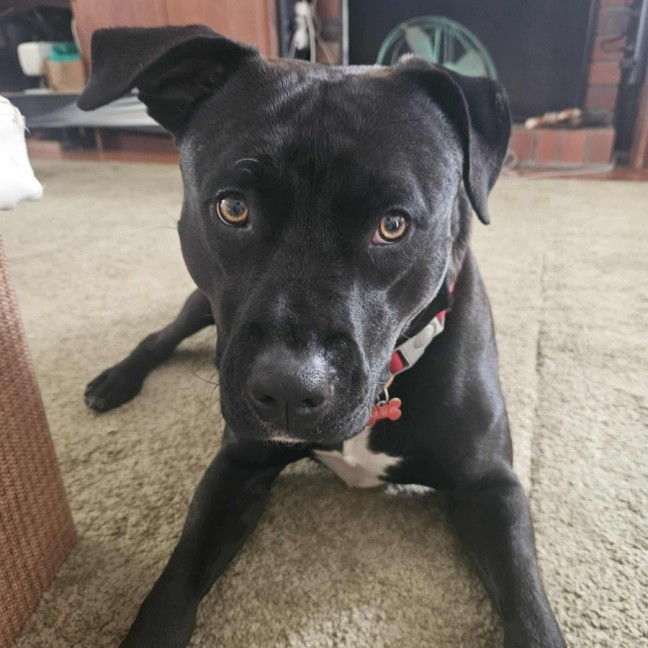 Photo of Sage