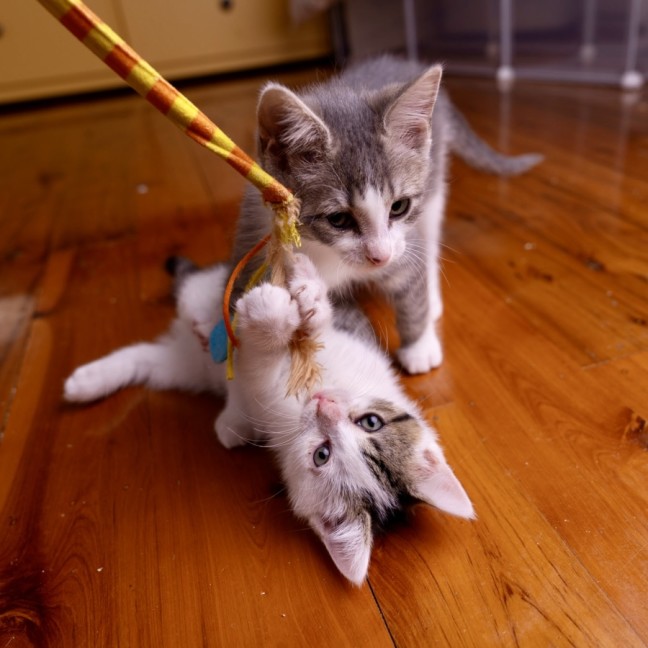 Photo of Superintendent Chalmers