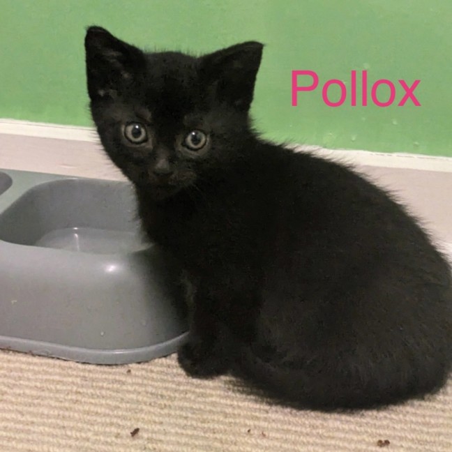 Photo of Pollox 
