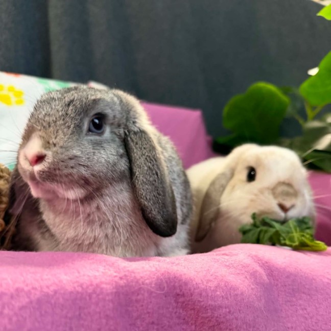 Photo of Nimbus & Thunder (Located In Wantirna South)