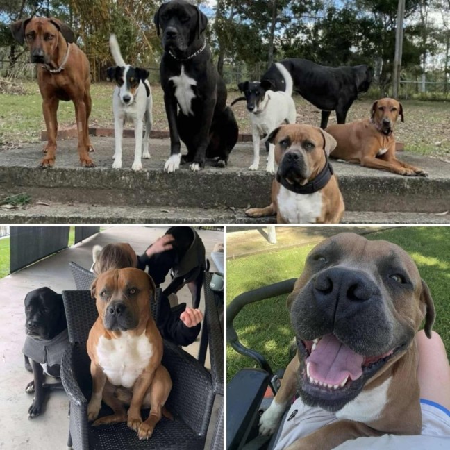 Photo of Diesel