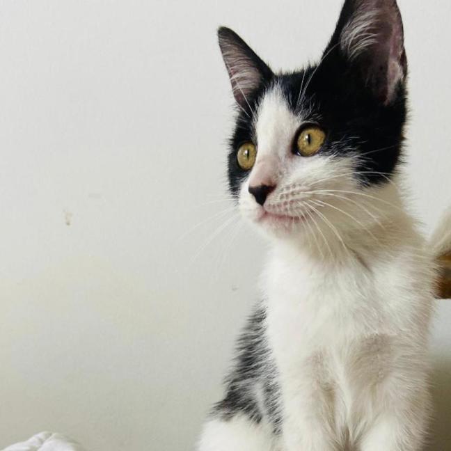 Photo of Chilli