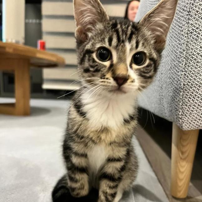 Photo of Bingo