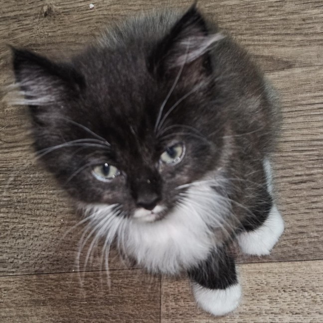 Photo of Malika **2nd Chance Cat Rescue**