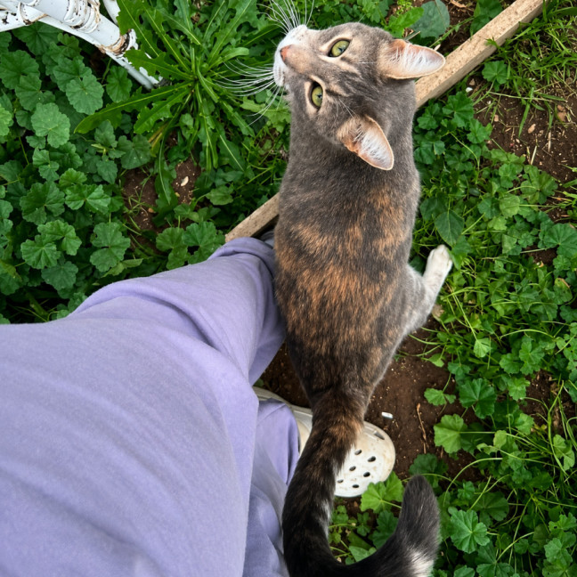 Photo of Chelsea