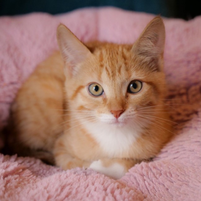 Photo of Piglet