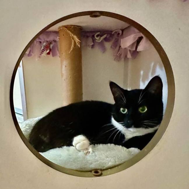 Photo of 🖤 Suki 🖤