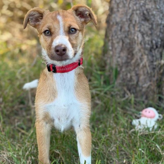 Photo of Soxy