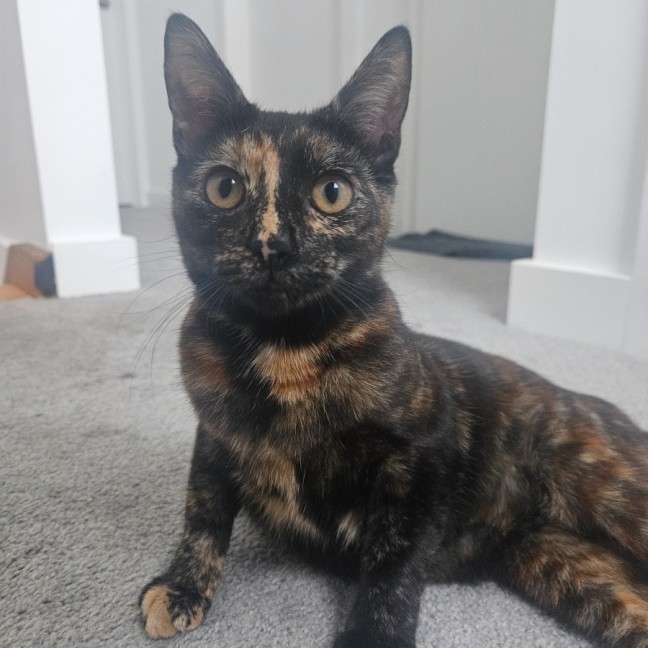 Photo of Penny
