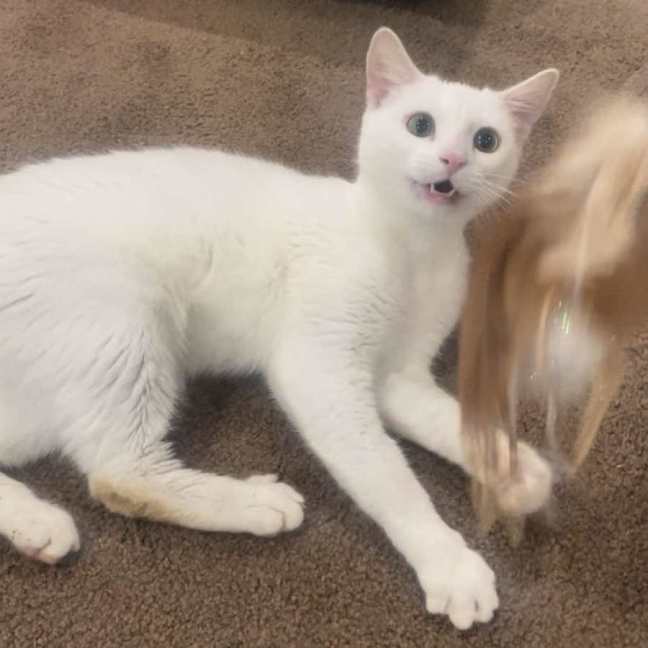 Photo of Snowy