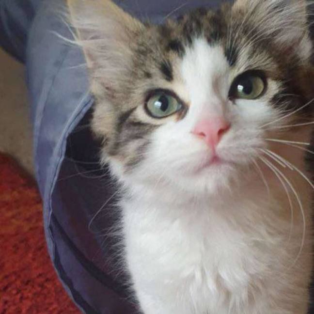 Photo of Maverick