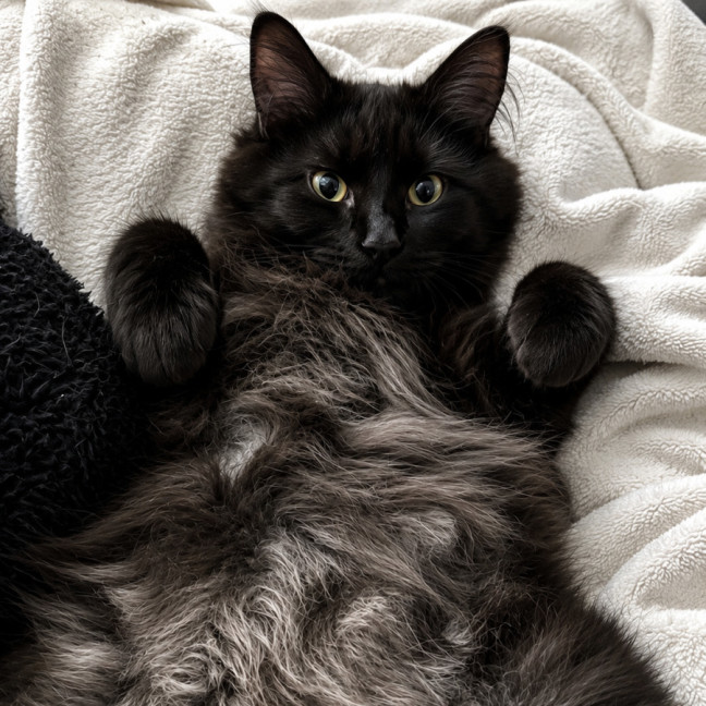 Photo of Teddie