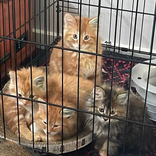 Photo of Ezra **2nd Chance Cat Rescue**