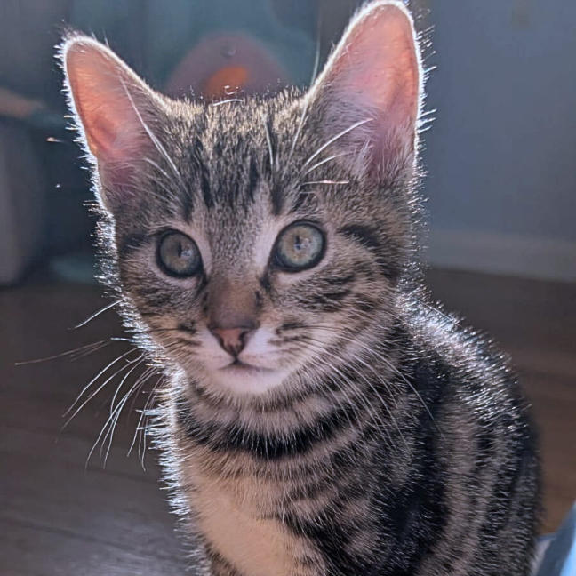 Photo of Motley ^^Dandy Cat Rescue^^