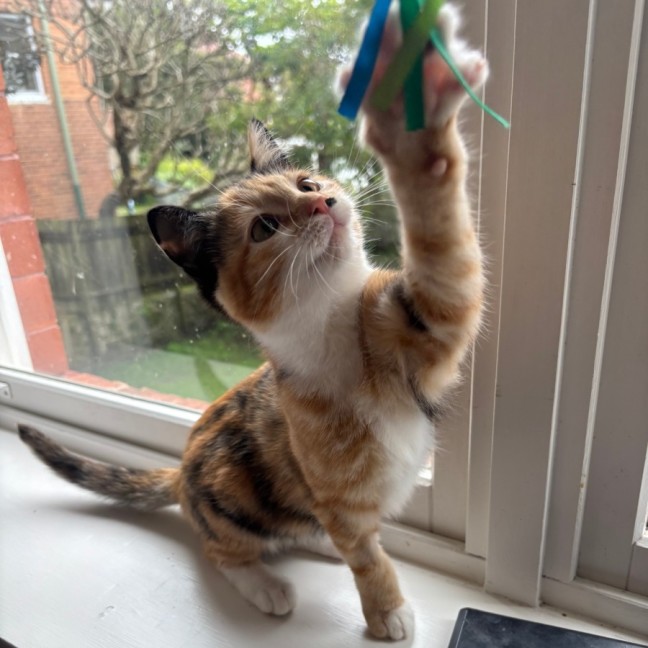 Photo of Haku And Amica