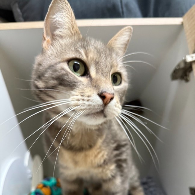 Photo of 💘 Ziggy 6642 💘