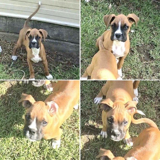 Photo of Nsw Puppies