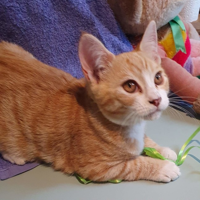 Photo of Smudge