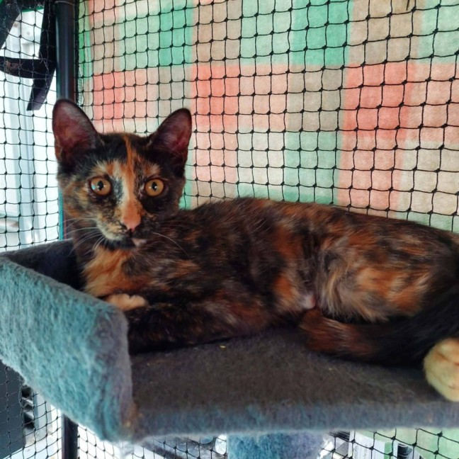 Photo of Opal **2nd Chance Cat Rescue**