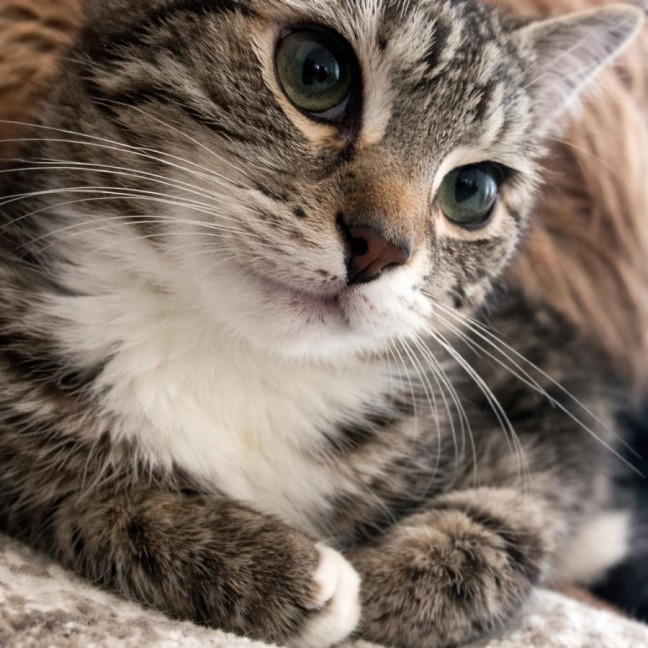 Photo of 🌙 Apollo 🌙