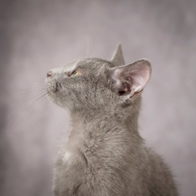 Photo of Mystery Saja