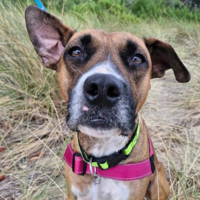 Photo of Hungry Hungry Hippo