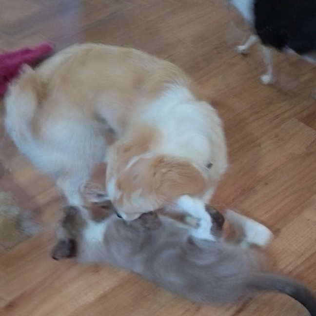 Photo of Milo 