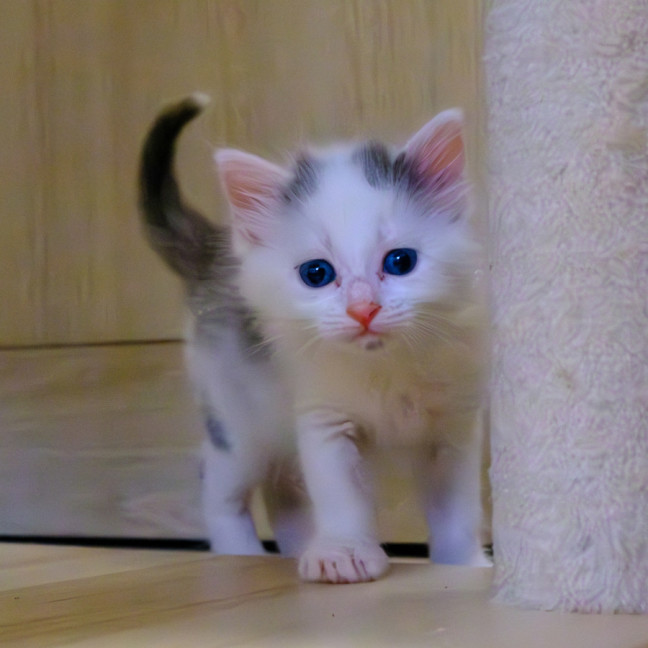 Photo of C1448 Snowflake