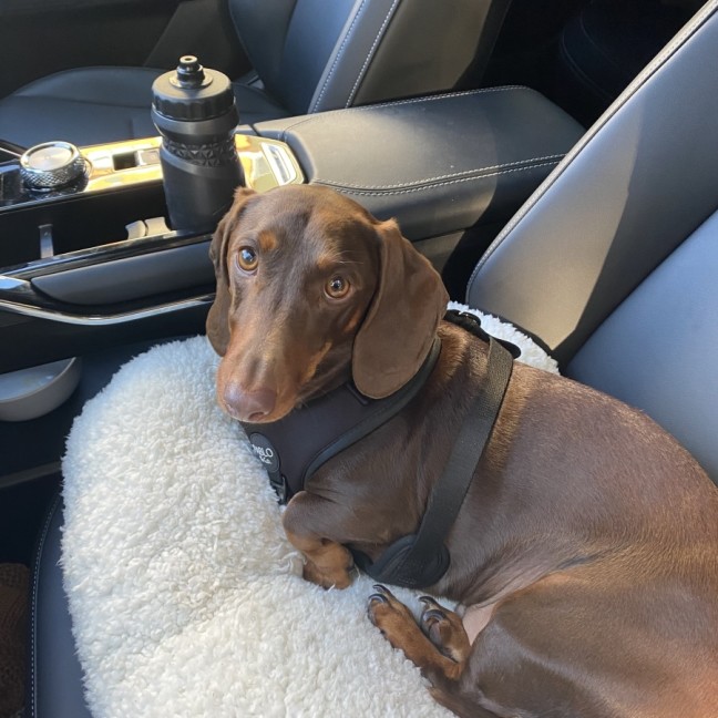 Photo of Henry
