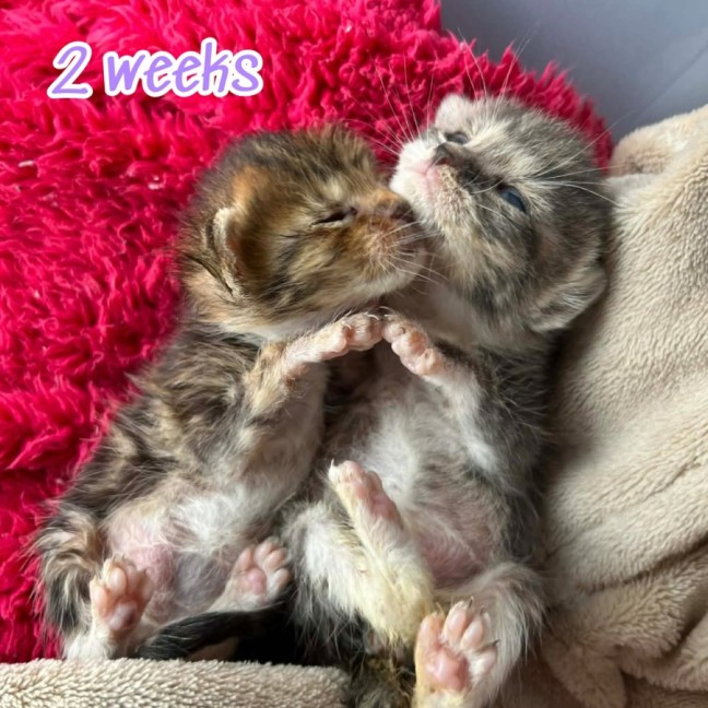 Photo of Posey And Darcy