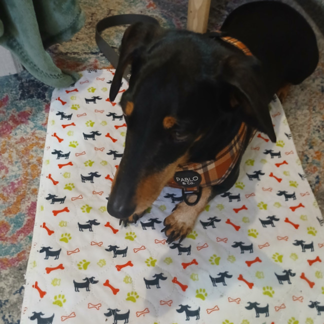 Photo of Dudley