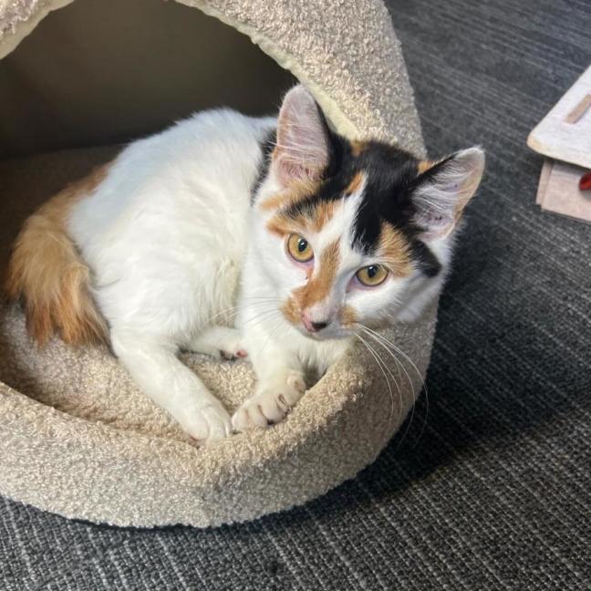 Photo of Cali