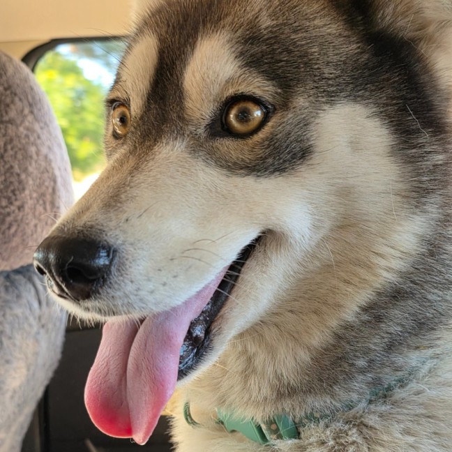 Photo of Nova