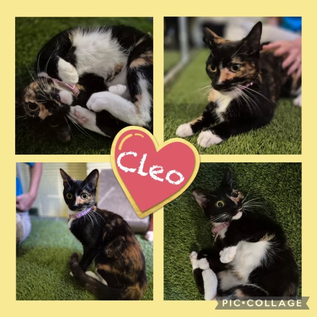 Photo of Cleo
