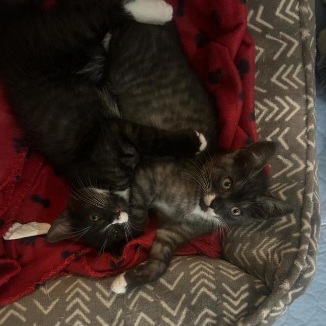 Photo of Felix And Socks