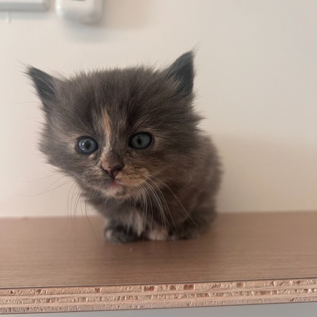 Photo of C1474 Genevieve