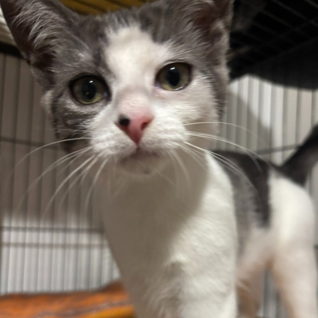 Photo of  Ranger 📣