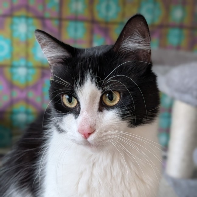 Photo of Rex